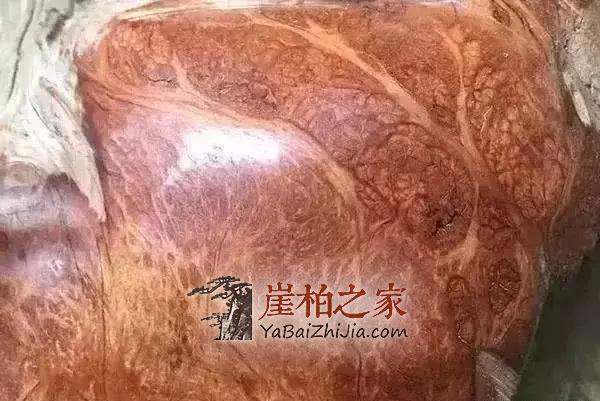 石头缝抠出来块长黑毛的木头,去皮后发现是崖柏蚂蚁腿-2