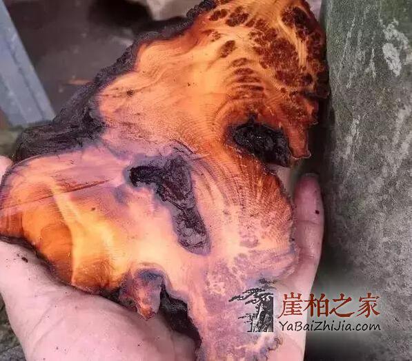 石头缝抠出来块长黑毛的木头,去皮后发现是崖柏蚂蚁腿-4
