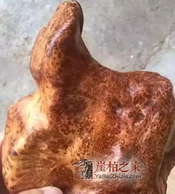 石头缝抠出来块长黑毛的木头,去皮后发现是崖柏蚂蚁腿-5