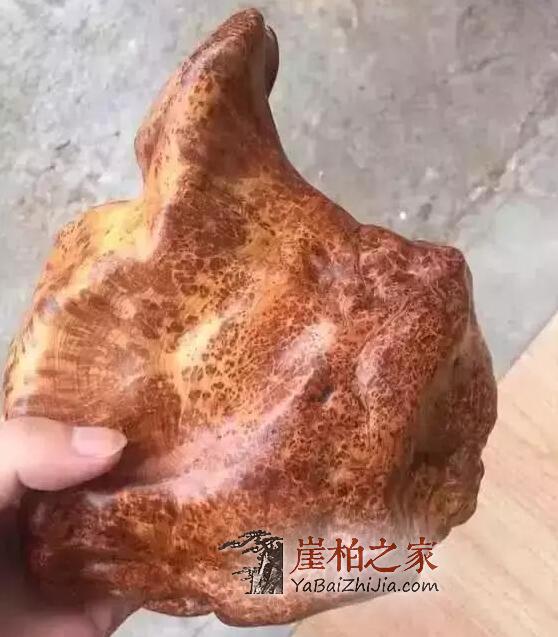 石头缝抠出来块长黑毛的木头,去皮后发现是崖柏蚂蚁腿-7
