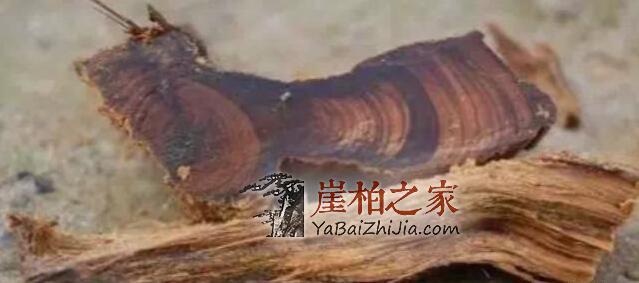 关于“崖柏黑油料”背后的真相,专家不想你知道的秘密-2