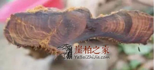 关于“崖柏黑油料”背后的真相,专家不想你知道的秘密-1