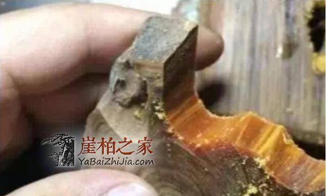 关于“崖柏黑油料”背后的真相,专家不想你知道的秘密-5