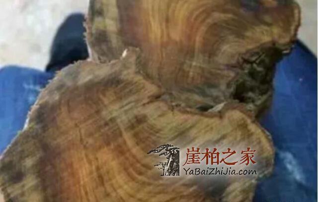 关于“崖柏黑油料”背后的真相,专家不想你知道的秘密-6