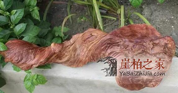 同样是崖柏,为什么太行的就比四川的要好?-3