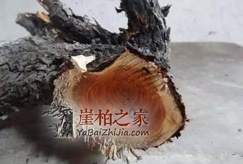 只认崖柏不分新旧吃大亏,不少崖柏新料卖价惊人只因骗术高!-4