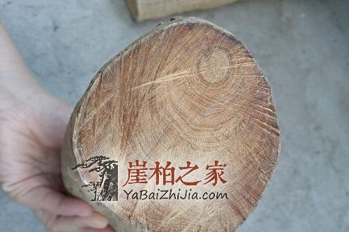 只认崖柏不分新旧吃大亏,不少崖柏新料卖价惊人只因骗术高!-3