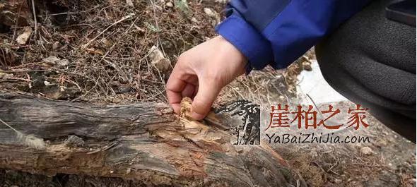 一位崖柏投资人的无奈和愤怒!-5