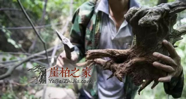 一位崖柏投资人的无奈和愤怒!-4