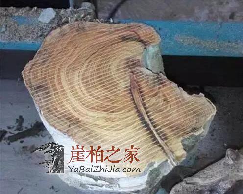 崖柏陈化料:商家最爱忽悠你的几个方面-2