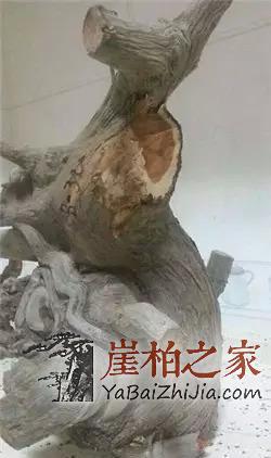 崖柏陈化料:商家最爱忽悠你的几个方面-3