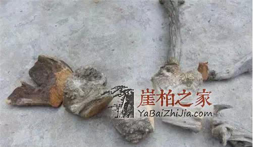 崖柏陈化料:商家最爱忽悠你的几个方面-5