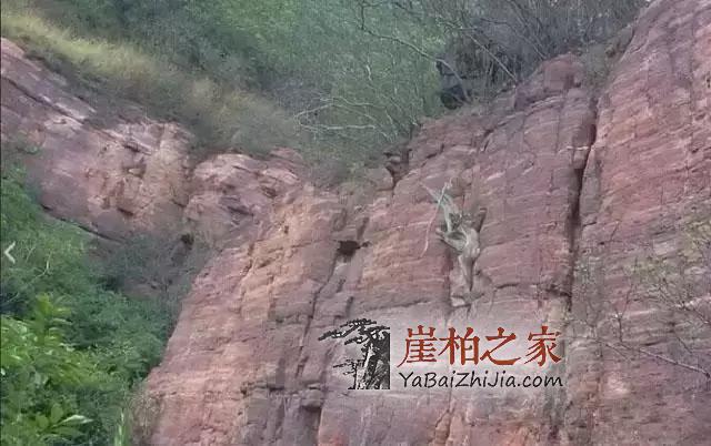 看完这些长在悬崖峭壁的崖柏,就知道崖柏为什么这么贵!-2