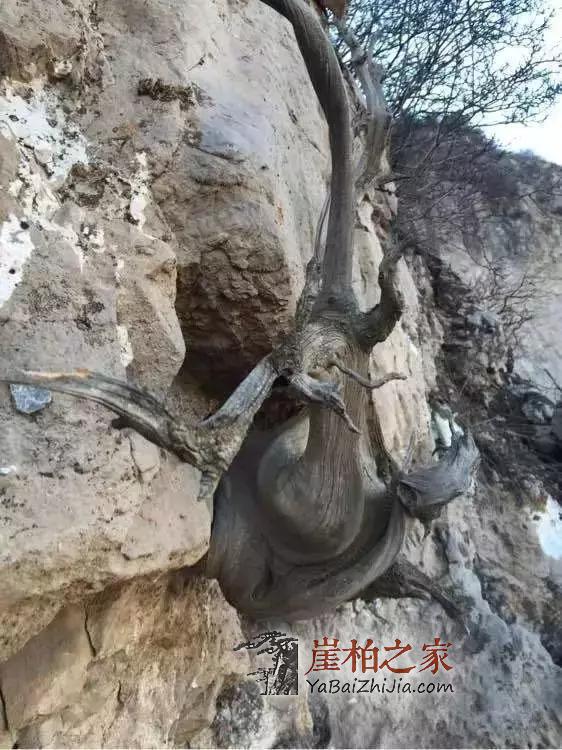 看完这些长在悬崖峭壁的崖柏,就知道崖柏为什么这么贵!-5