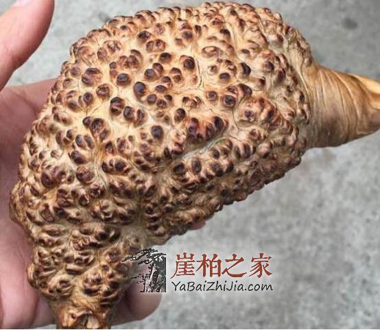 教你慧眼识“木”看穿崖柏瘤疤造假!变成大神妥妥滴!-1
