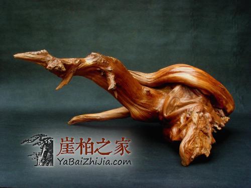 别疏忽大意了!崖柏各品类需要这样保养!-3