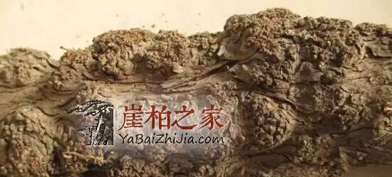 为什么崖柏疤痕越多就越贵,崖柏瘤疤是怎么形成的?-2