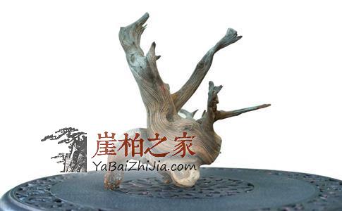 企业家痴迷收藏,五年成中国崖柏第一人!-3