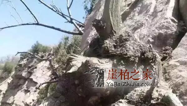 崖柏瘤有几种,你知道吗?-1