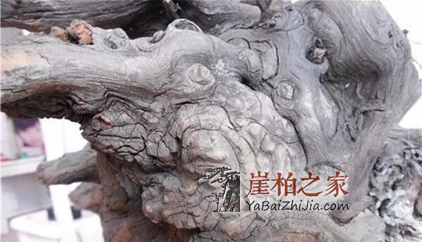 崖柏瘤有几种,你知道吗?-4
