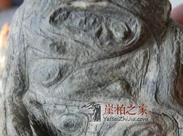 崖柏瘤有几种,你知道吗?-5