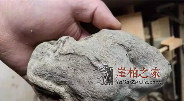 崖柏瘤有几种,你知道吗?-6