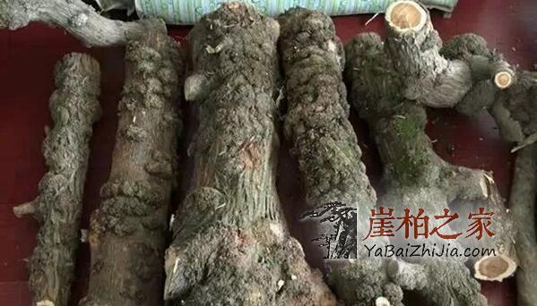 崖柏瘤有几种,你知道吗?-7