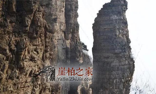 深度剖析:崖柏一路辉煌的原因何在-1