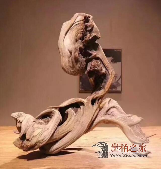 深度剖析:崖柏一路辉煌的原因何在-2