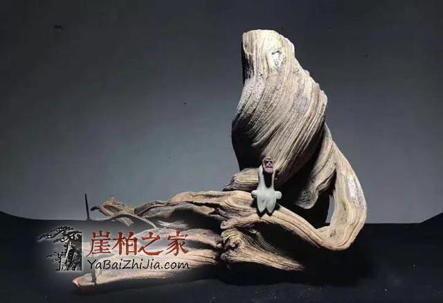 深度剖析:崖柏一路辉煌的原因何在-3