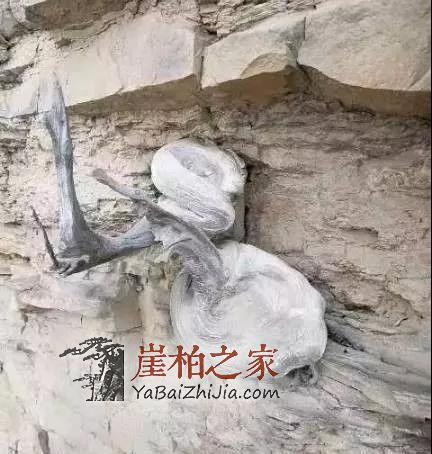 深度剖析:崖柏一路辉煌的原因何在-7