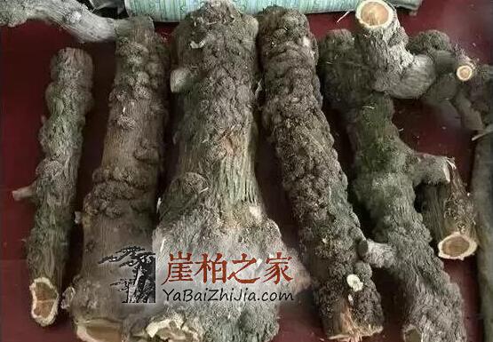 崖柏瘤疤竟然也能伪造？都是用火烧出来的！-3