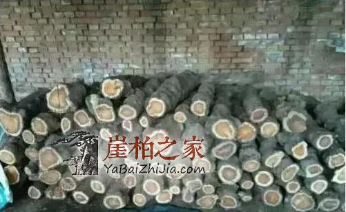 崖柏瘤疤竟然也能伪造?都是用火烧出来的!-4