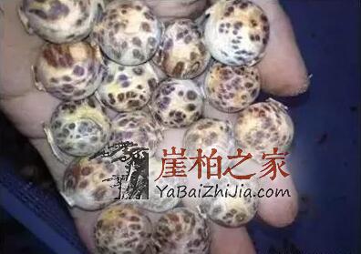 崖柏瘤疤竟然也能伪造?都是用火烧出来的!-9