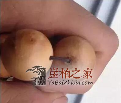 崖柏瘤疤竟然也能伪造?都是用火烧出来的!-10