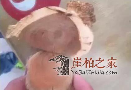 崖柏瘤疤竟然也能伪造?都是用火烧出来的!-11
