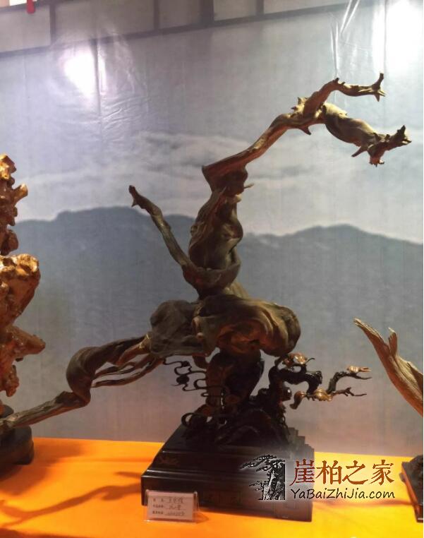 2019太原崖柏展爆发:百万黑骨成交,单日成交额达1000多万!-1