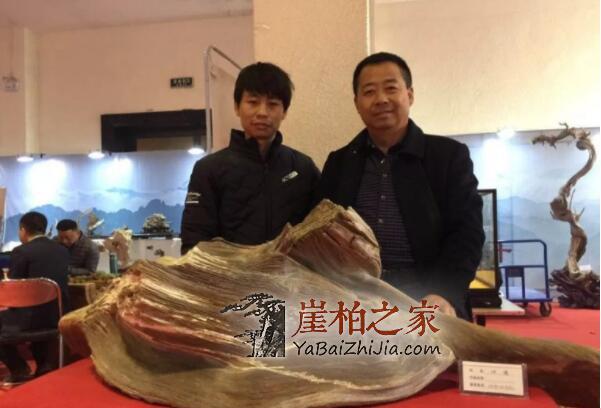2019太原崖柏展爆发:百万黑骨成交,单日成交额达1000多万!-5