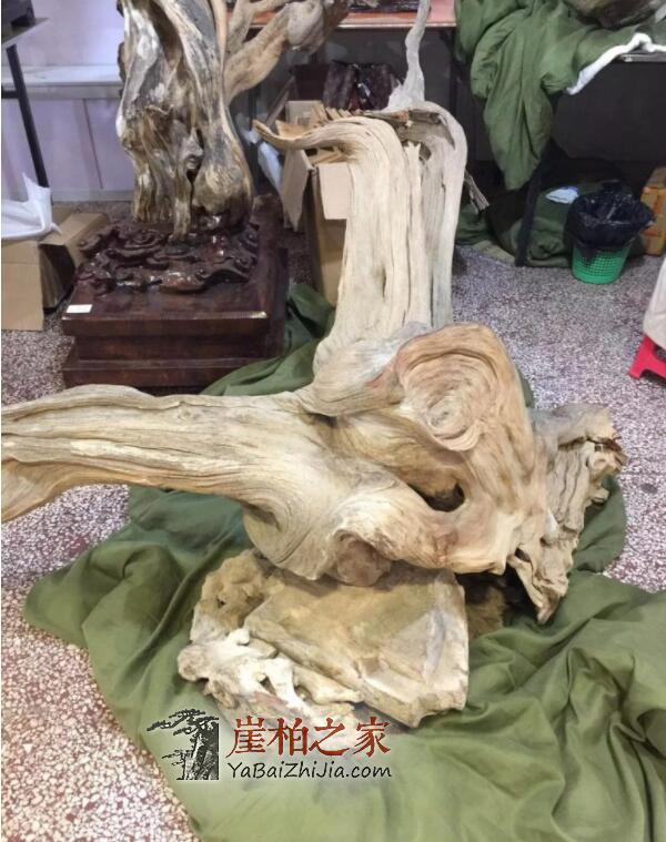 2019太原崖柏展爆发:百万黑骨成交,单日成交额达1000多万!-6