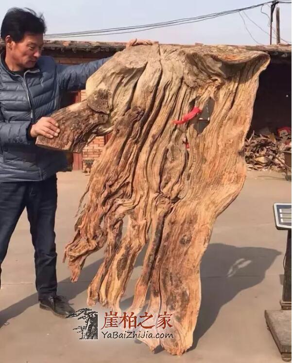 崖柏扁根料:悬崖石缝中的精灵!-1