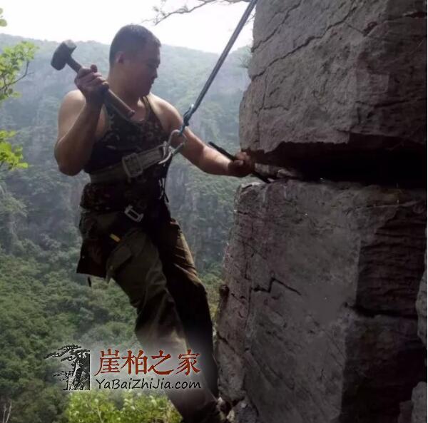 崖柏扁根料:悬崖石缝中的精灵!-3