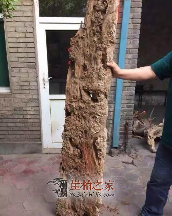 崖柏扁根料:悬崖石缝中的精灵!-4