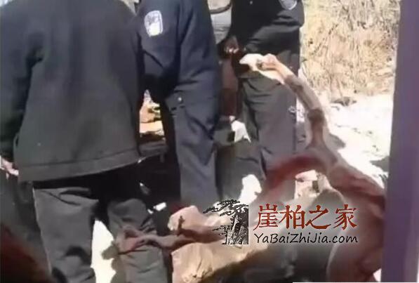 焦作崖柏市场,森林公安大力查处“生料”-2