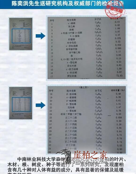 崖柏茶的功效与作用,崖柏怎么泡水喝?-2