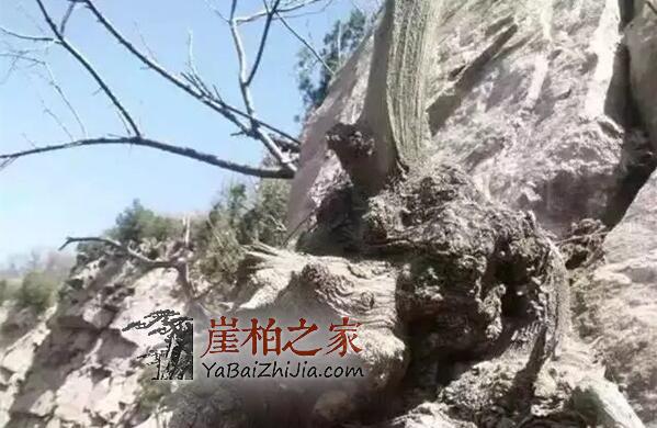 崖柏陈化瘤手串真的那么便宜吗?-2