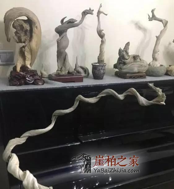 干货:崖柏毛料挑选须知!-1