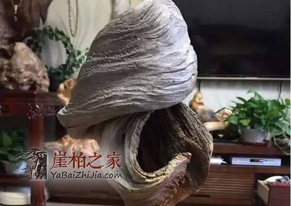 干货:崖柏毛料挑选须知!-6