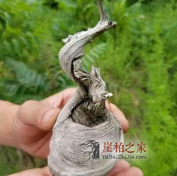 干货:崖柏毛料挑选须知!-10