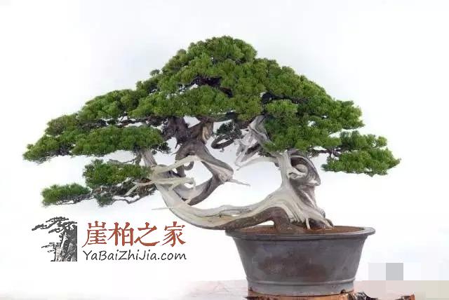 空气中的维生素,领略崖柏养生“零接触”-1