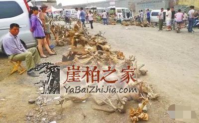 空气中的维生素,领略崖柏养生“零接触”-4